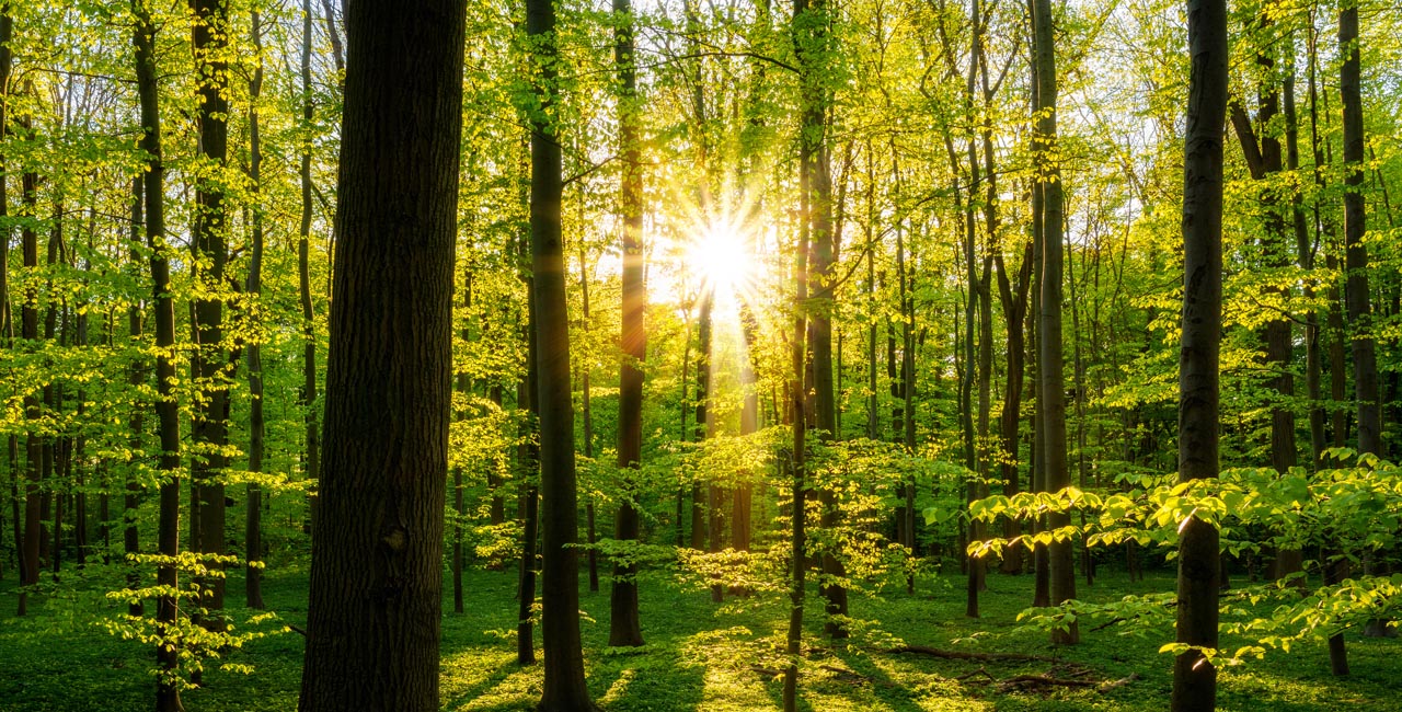 klimaneutral, grüner Wald mit Bäumen